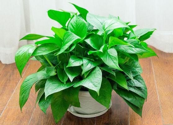 新房裝修后，大家會選擇什么植物放在家中呢？